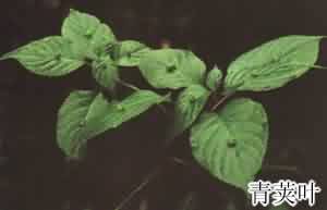 小通草