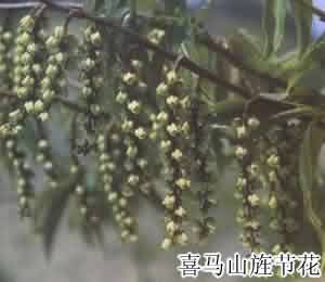 小通草