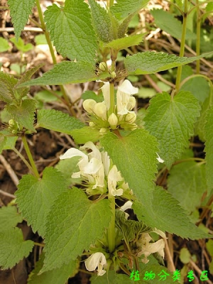 野芝麻根